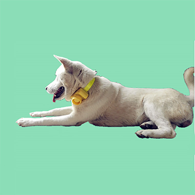 Outdoor Waterdichte Hondenhals - Training Clicker Dog recensie en prijs